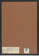 Odontella elegans V. H. (de-Toni-Nr.: Genus 122, Species 3464) Zeichnungen Sammlung Grunow Mappe 03651 (Herbarium_W_Grunow_drawings_Folder_03651)